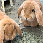 franse hangoor ram, Oreilles tombantes