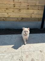 Witte Pomsky puppy (keeshond / husky), Ophalen