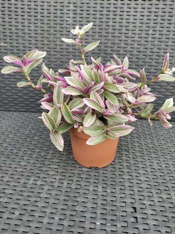 Tradescantia Sweetness met mooie witte bloemen  beschikbaar voor biedingen