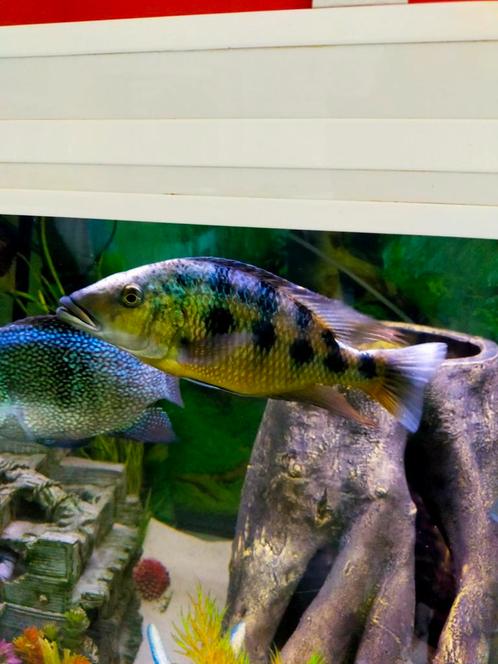 Rostratus man, Dieren en Toebehoren, Vissen | Aquariumvissen