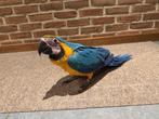 Blauw gele ara, Dieren en Toebehoren, Vrouwelijk, Papegaai, Geringd