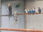 Agapornis fischeri en rossei collie, Dieren en Toebehoren, Meerdere dieren, Dwergpapegaai of Agapornis