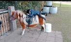Super lieve Shetland merrie 🩷, Dieren en Toebehoren, Pony's, Merrie, A pony (tot 1.17m), Gechipt, 11 jaar of ouder