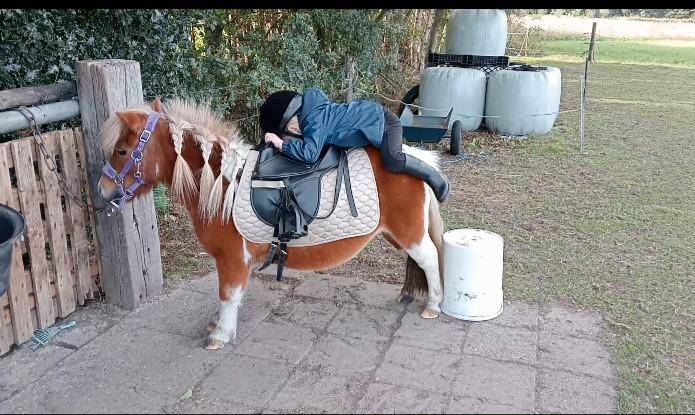 Super lieve Shetland merrie 🩷, Dieren en Toebehoren, Pony's, Merrie, A pony (tot 1.17m), 11 jaar of ouder, Gechipt, Ontwormd