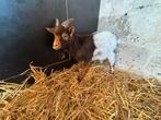 Choco dwerggeit bokje, Dieren en Toebehoren, Mannelijk, Geit, 0 tot 2 jaar