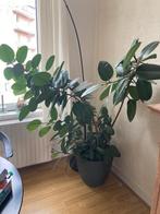 Kamerplant  ficus elastica inclusief pot, Ophalen, Ficus, Halfschaduw, In pot