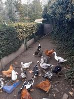 Barberie eenden  ., Dieren en Toebehoren, Pluimvee