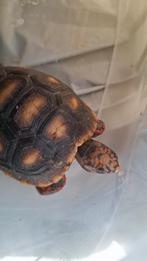 Grote schildpad, Dieren en Toebehoren, Reptielen en Amfibieën, Schildpad