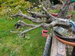 Meidoorn pré bonsai witte bloemen, Tuin en Terras, Planten | Bomen, Ophalen