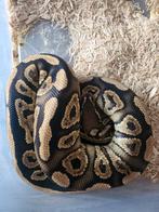 Ballpython black pastel 1.0 2024, Dieren en Toebehoren, Reptielen en Amfibieën, Slang, 0 tot 2 jaar