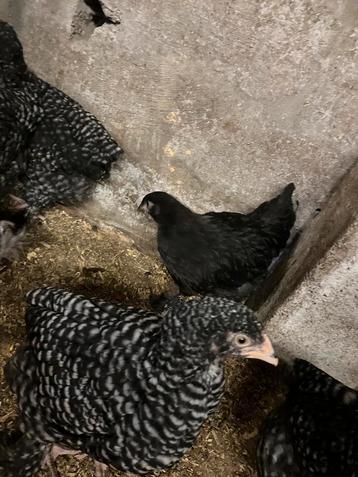 Poulet ornemental noir