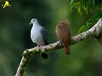 duiven, Dieren en Toebehoren, Vogels | Duiven