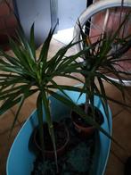 Dracaena marginata of drakenbloedboom, Enlèvement