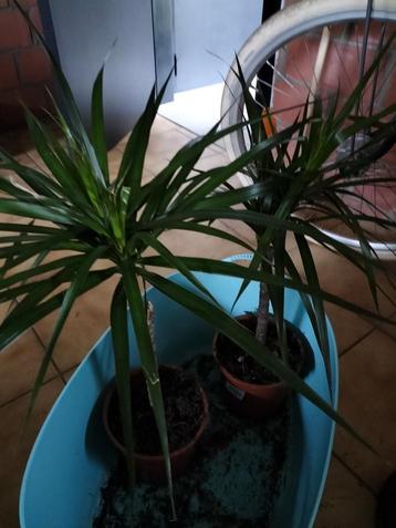 Dracaena marginata of drakenbloedboom disponible aux enchères