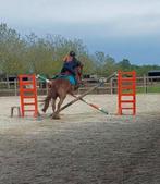 Halve stal/ verzorgpaard gezocht, Dieren en Toebehoren