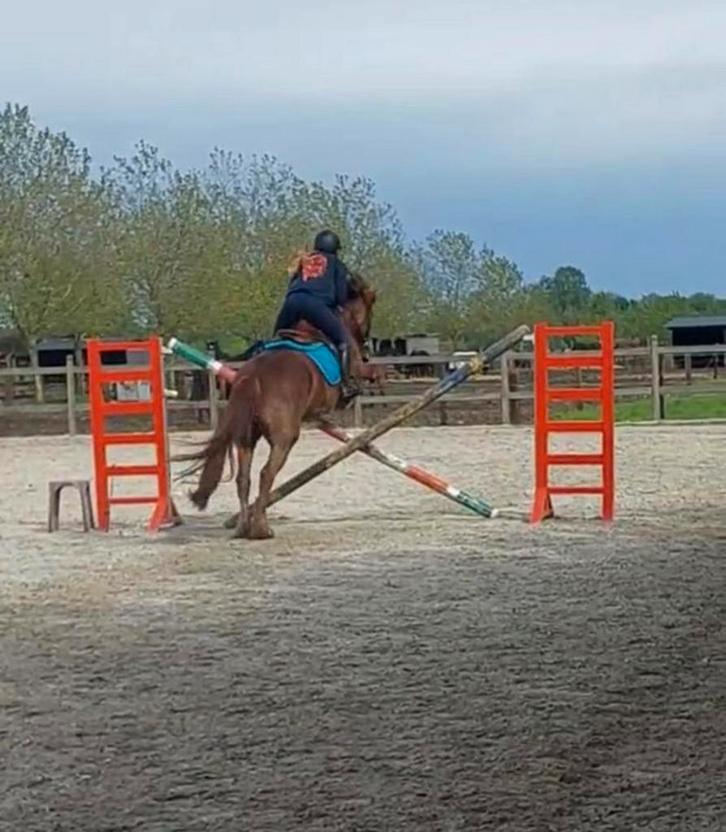 Halve stal/ verzorgpaard gezocht, Dieren en Toebehoren, Pony's