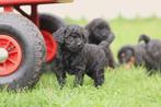 Toy Poedel - Mini Dwergpoedel puppy's, Belgisch Erkend Poede, Dieren en Toebehoren, Meerdere, 8 tot 15 weken, Meerdere dieren