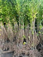 Liguster ovalifolium, Tuin en Terras, Ophalen of Verzenden, Liguster