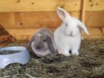 Koppel minilop x nhd jonge voedster en ram, ingeënt, Dieren en Toebehoren, Konijnen, Meerdere dieren, Dwerg, Hangoor, 0 tot 2 jaar