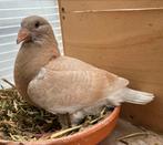 19 jonge duiven, Dieren en Toebehoren, Vogels | Duiven, Geslacht onbekend, Postduif