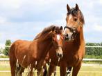 Gezocht: Franches-Montagnes / Freiberger Merrie, Dieren en Toebehoren, Paarden, Merrie