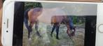 Lieve en brave merrie, Dieren en Toebehoren, Merrie