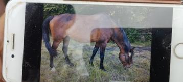 Lieve en brave merrie beschikbaar voor biedingen