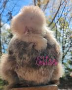 Broedeieren kuikens usa zijdehoen zijdehoenders kippen, Dieren en Toebehoren, Kip