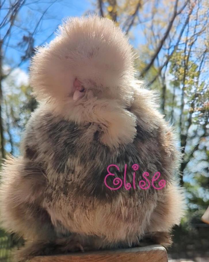 Broedeieren kuikens usa zijdehoen zijdehoenders kippen, Dieren en Toebehoren, Pluimvee, Kip