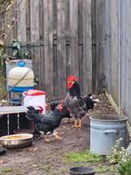 Ancona, Dieren en Toebehoren, Meerdere dieren, Kip