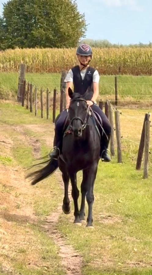 Zwarte parel, Dieren en Toebehoren, Paarden, Merrie, Zadelmak, Minder dan 160 cm, 3 tot 6 jaar