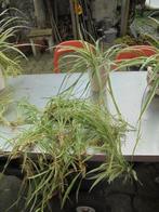 Nénuphar : Chlorophytum comosum 6 cm, Jardin & Terrasse, Enlèvement, Neuf
