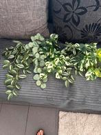 Kunstplant, Ophalen, Zo goed als nieuw