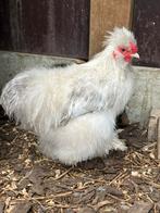 Zijdehoen usa platinum koekoek haan, Dieren en Toebehoren, Pluimvee