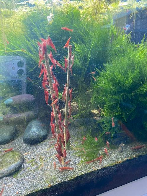 Rode vuurgarnalen, Dieren en Toebehoren, Vissen | Aquariumvissen, Kreeft, Krab of Garnaal
