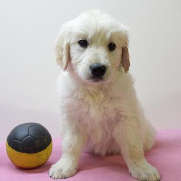 Golden Retriever, speelse pups  beschikbaar voor biedingen