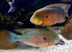 Chuco Godmani, Dieren en Toebehoren, Vissen | Aquariumvissen, Vis, Zoetwatervis