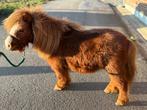 Poney mini shetland étalon, Poney A (jusqu'à 1.17 m), Avec pedigree, 7 à 10 ans, Ne s'applique pas