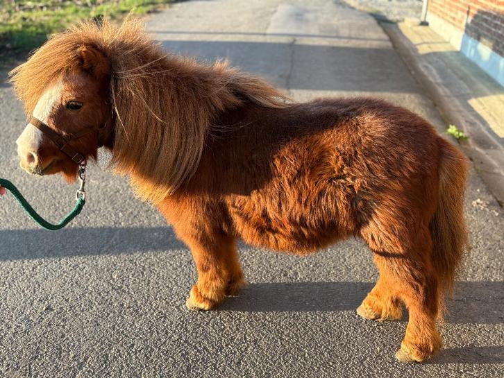Poney mini shetland étalon, Animaux & Accessoires, Poneys, Étalon, Ne s'applique pas, Poney A (jusqu'à 1.17 m), 7 à 10 ans, Avec pedigree