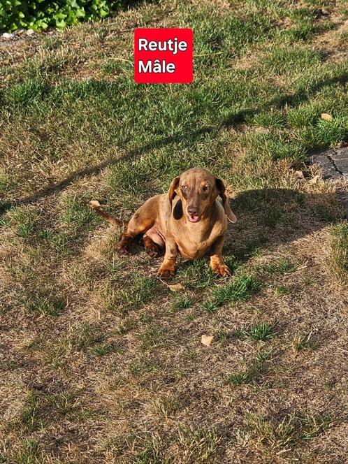 mooie korthaar teckel pup nog 1 reutje, Dieren en Toebehoren, Honden | Teckels en Dashonden, Reu, Korthaar, Dwerg, Fokker | Professioneel