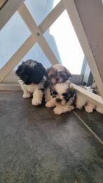 Shih-tzu pups, Dieren en Toebehoren, Honden | Chihuahua's en Gezelschapshonden, België, Fokker | Hobbymatig, Overige rassen, 8 tot 15 weken