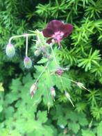 Bordeauxkleurige geranium vaste plant, Ophalen of Verzenden