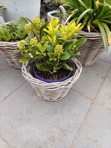 Skimmia beschikbaar voor biedingen