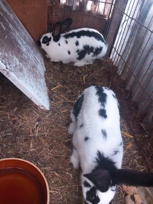 Koppel konijnen - binnenkort babykonijntjes mogelijk, Dieren en Toebehoren, Konijnen