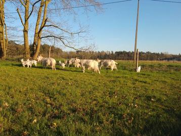 Kempische geiten beschikbaar voor biedingen
