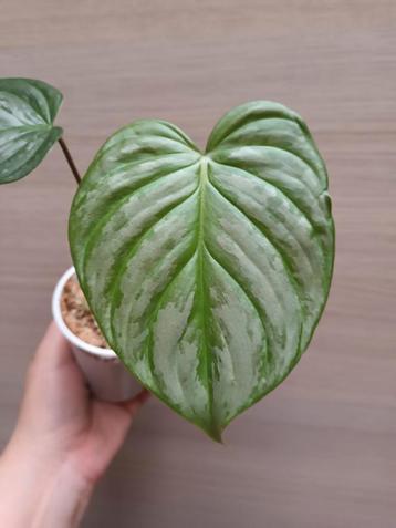 Philodendron majestic  disponible aux enchères