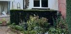Buxus haag gratis op te halen, Tuin en Terras, Planten | Struiken en Hagen, Ophalen, Buxus, Haag