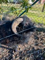 Quessant ram, Dieren en Toebehoren, Mannelijk, Schaap, 0 tot 2 jaar
