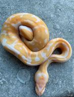 Ballpython, Dieren en Toebehoren, Reptielen en Amfibieën