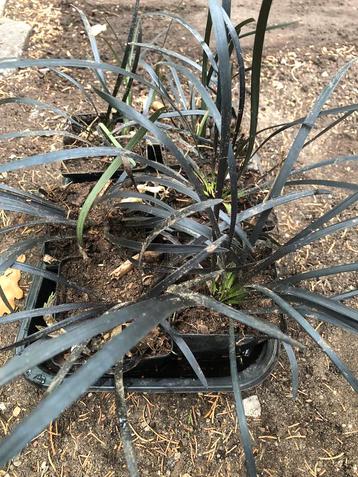 Ophiopogon japonicus/slangenbaard beschikbaar voor biedingen